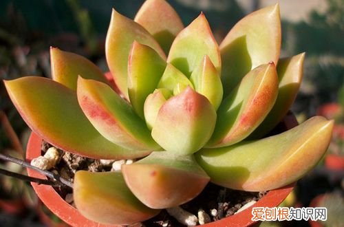 图 黄丽怎么养得又大又肥(黄丽多肉怎么养才漂亮)