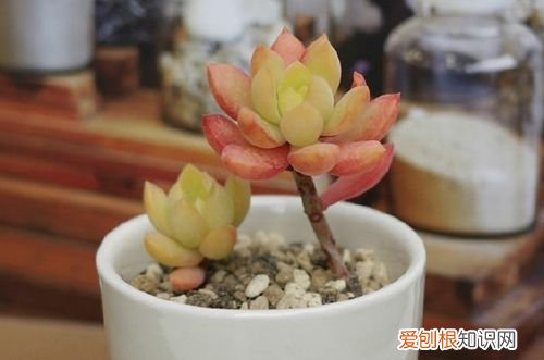 图 黄丽怎么养得又大又肥(黄丽多肉怎么养才漂亮)