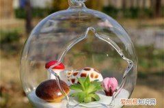 图 水培多肉植物用哪种容器好(水培多肉植物怎么养殖)