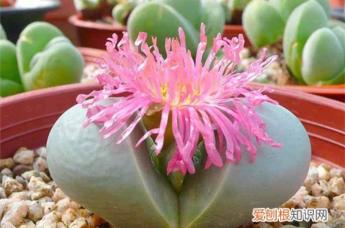 图 多肉度夏的方法 多肉植物怎么度夏