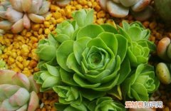 图 山地玫瑰怎么播种，山地玫瑰的播种方法(山地玫瑰播种教程)