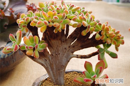 图 多肉植物缀化的原因 什么是多肉植物缀化