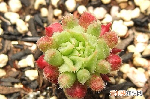 图 多肉植物缀化的原因 什么是多肉植物缀化