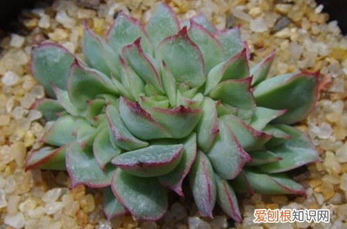 图 多肉植物缀化的原因 什么是多肉植物缀化