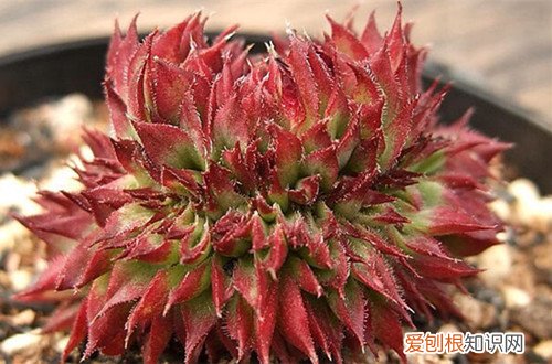 图 多肉植物缀化的原因 什么是多肉植物缀化