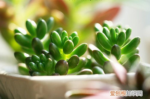 图 多肉植物水培用什么水，多肉植物水培怎么换水(多肉水培水需要加什么)