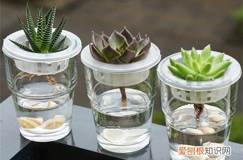 图 多肉植物水培用什么水，多肉植物水培怎么换水(多肉水培水需要加什么)