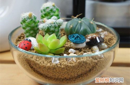 夏型种篇 多肉植物的夏日养护方法(图)(夏型种多肉怎么养)