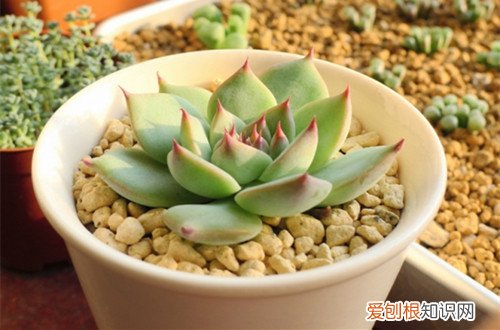 夏型种篇 多肉植物的夏日养护方法(图)(夏型种多肉怎么养)