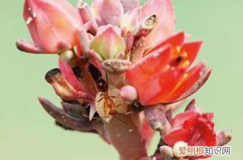 病虫害篇 多肉植物的夏日养护方法(图)(夏季多肉植物的养护)