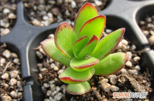 春秋冬型种篇 多肉植物的夏日养护方法(图)(多肉植物夏天的养殖方法)