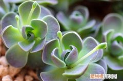 图 多肉植物的病虫害防治 多肉植物该如何预防虫害