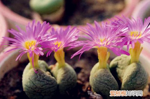 图 空蝉的繁殖方法 空蝉有什么养护技巧