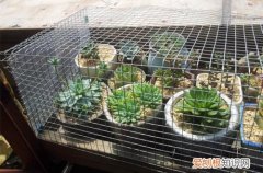 图 多肉植物怎么防鸟 如何防止多肉植物被鸟啄