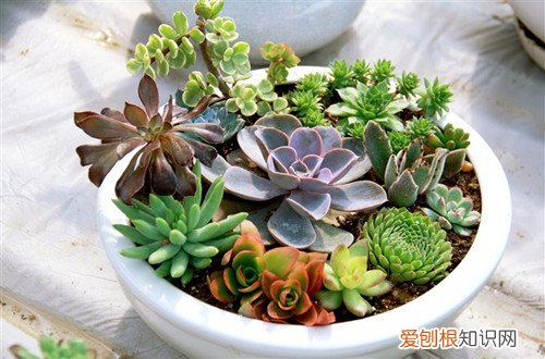 图 多肉植物怎么过冬 冬天多肉植物要怎么养护