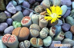 图 多肉植物生石花怎么养 生石花养护方法