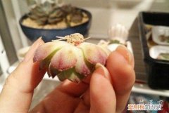 多肉植物怎么发根 花友案例分享 多肉植物发根的方法