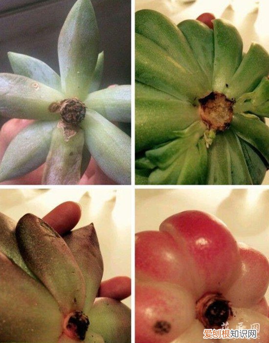 多肉植物怎么发根 花友案例分享 多肉植物发根的方法