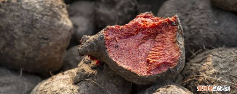 修仁薯莨染布 染衣服的修仁薯莨是什么味道