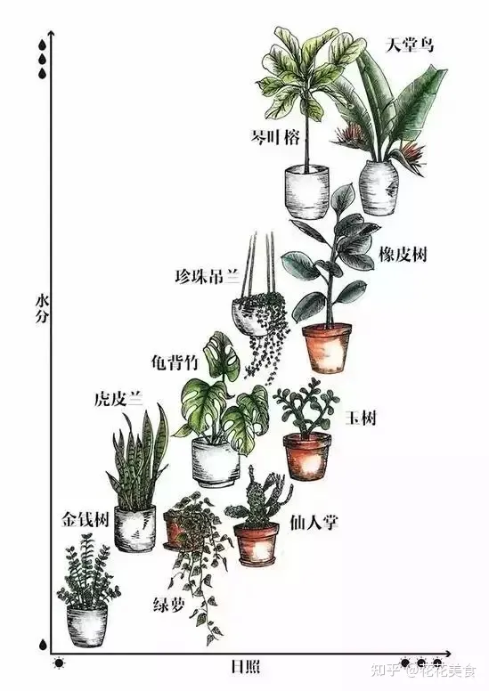 50种室内植物养护大全图片，室内植物养护大全，养花10年总结出来的宝贵经验！