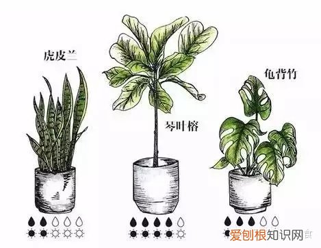 50种室内植物养护大全图片，室内植物养护大全，养花10年总结出来的宝贵经验！