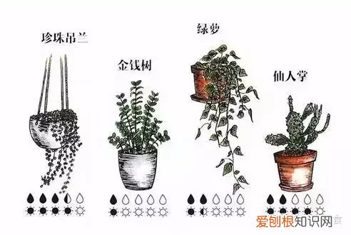 50种室内植物养护大全图片，室内植物养护大全，养花10年总结出来的宝贵经验！