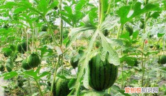 种植小西瓜用打枝吗，西瓜怎么打枝才会大个