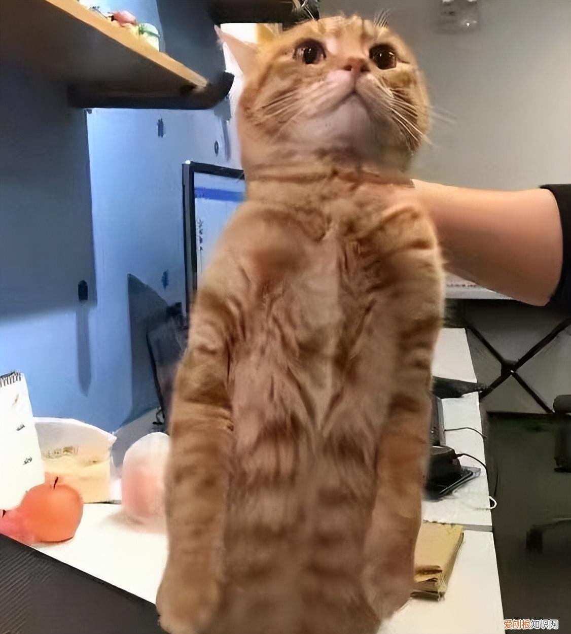 关于猫的有趣知识,我敢打赌,这8条猫咪“冷知识”,你不一定全懂