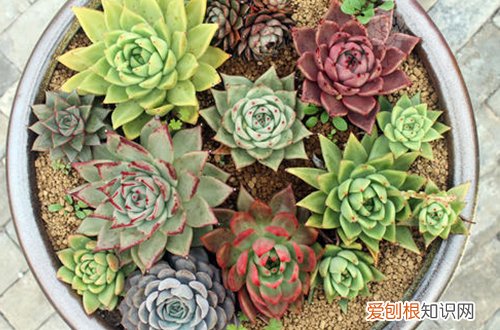 图 多肉植物盆底垫什么好(多肉植物用什么垫盆底好)