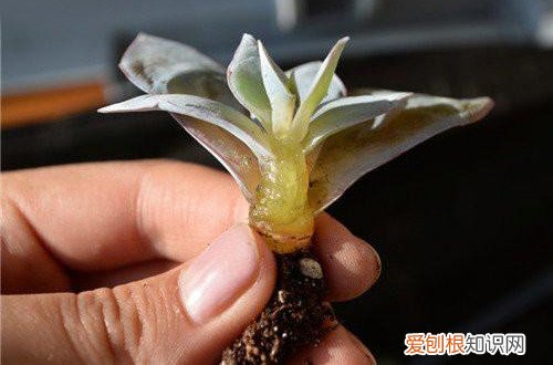 图 多肉植物冻伤怎么办 多肉植物冻伤怎么救