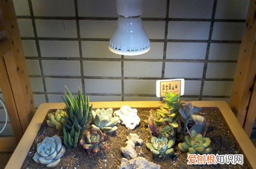 图 室内养多肉植物用哪种补光灯好？(多肉用什么补光灯好)