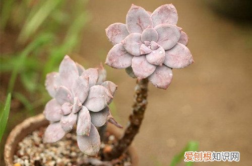 图 多肉植物夏季到底可不可以淋雨呢(夏天下雨多肉可以淋雨吗)