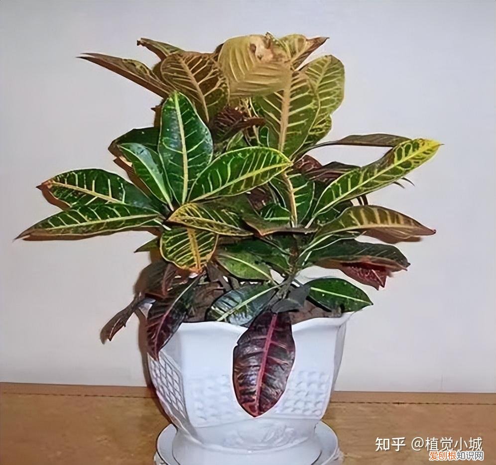 我想养什么花,为什么养，养花大全35集，收藏起来，什么花都能养好！送给爱养花的朋友