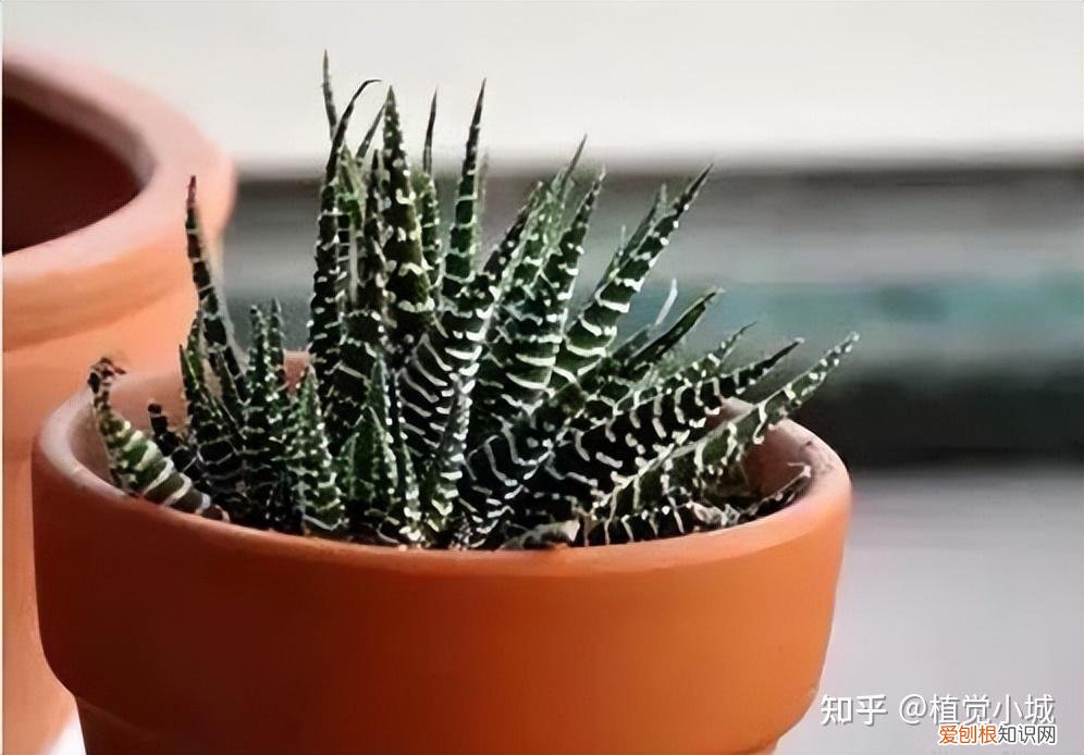 我想养什么花,为什么养，养花大全35集，收藏起来，什么花都能养好！送给爱养花的朋友