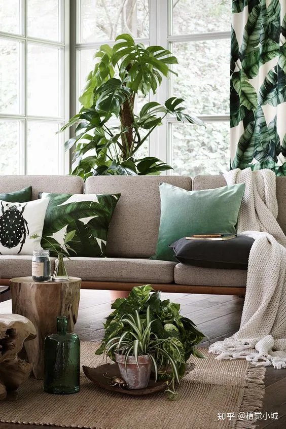 我想养什么花,为什么养，养花大全35集，收藏起来，什么花都能养好！送给爱养花的朋友