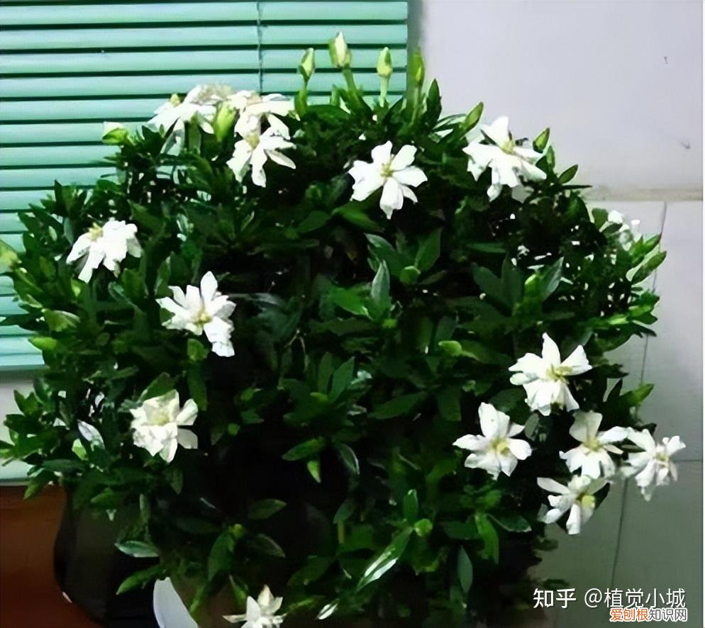 我想养什么花,为什么养，养花大全35集，收藏起来，什么花都能养好！送给爱养花的朋友