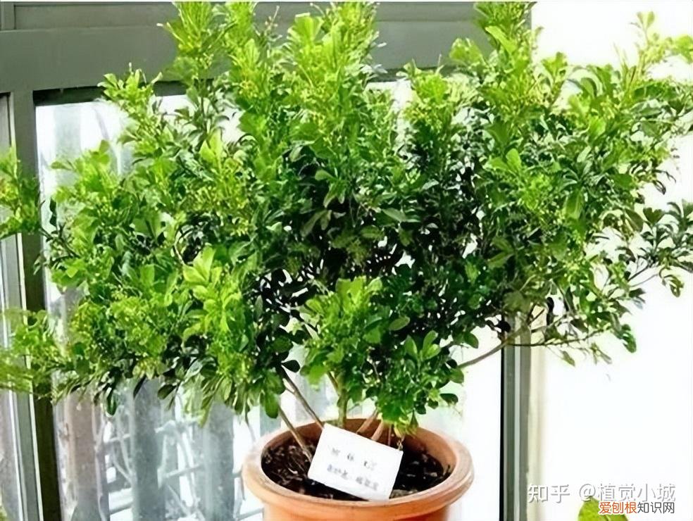 我想养什么花,为什么养，养花大全35集，收藏起来，什么花都能养好！送给爱养花的朋友