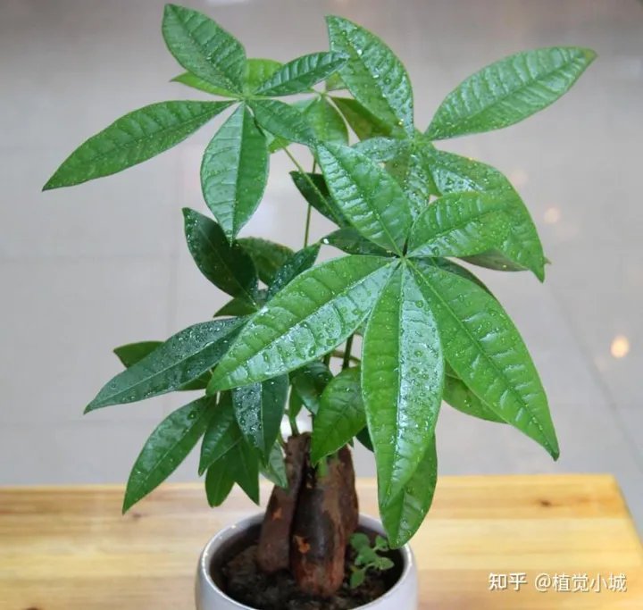 我想养什么花,为什么养，养花大全35集，收藏起来，什么花都能养好！送给爱养花的朋友