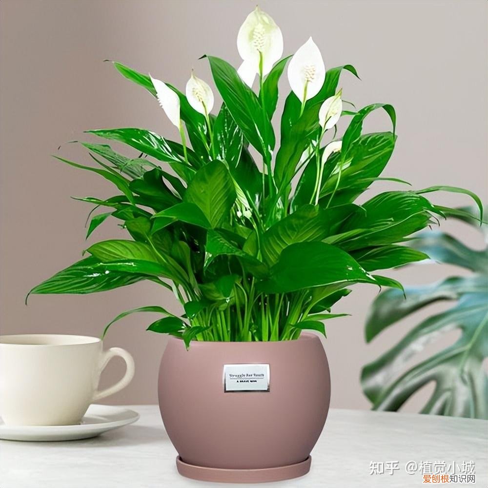 我想养什么花,为什么养，养花大全35集，收藏起来，什么花都能养好！送给爱养花的朋友