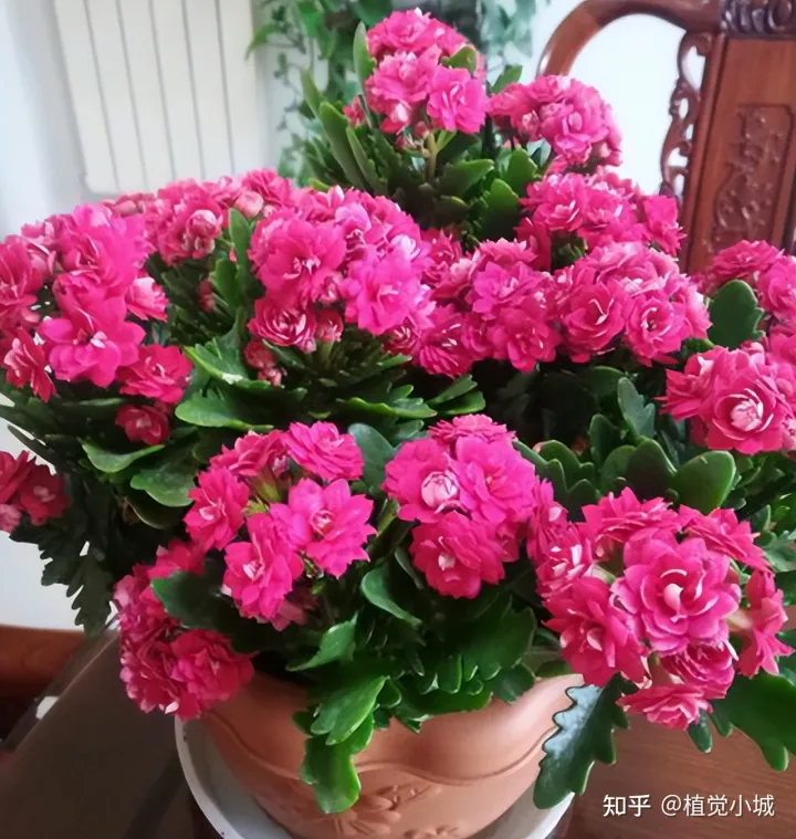 我想养什么花,为什么养，养花大全35集，收藏起来，什么花都能养好！送给爱养花的朋友