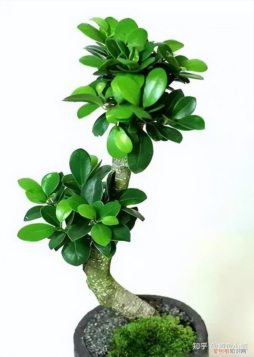 我想养什么花,为什么养，养花大全35集，收藏起来，什么花都能养好！送给爱养花的朋友