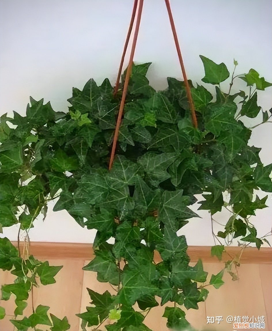 我想养什么花,为什么养，养花大全35集，收藏起来，什么花都能养好！送给爱养花的朋友