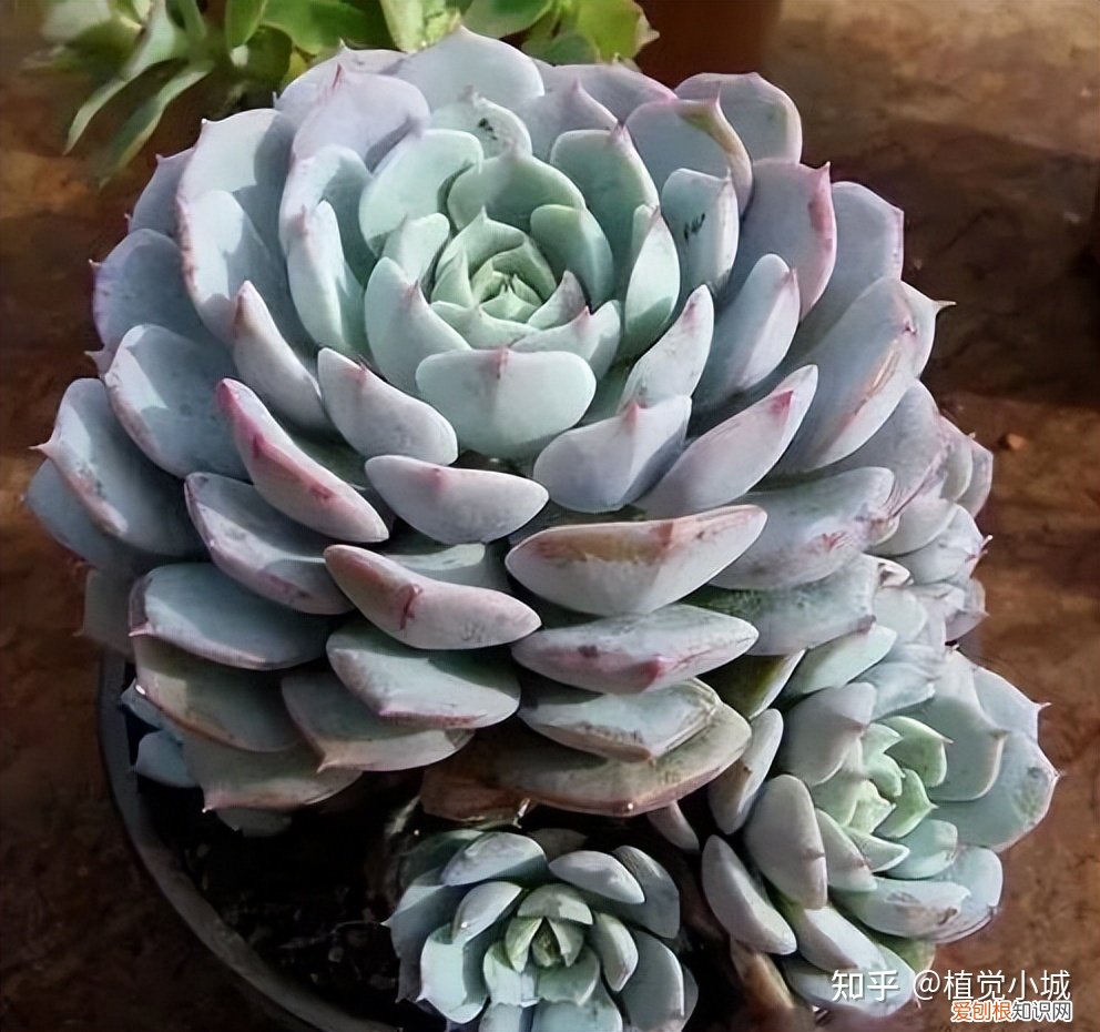 我想养什么花,为什么养，养花大全35集，收藏起来，什么花都能养好！送给爱养花的朋友