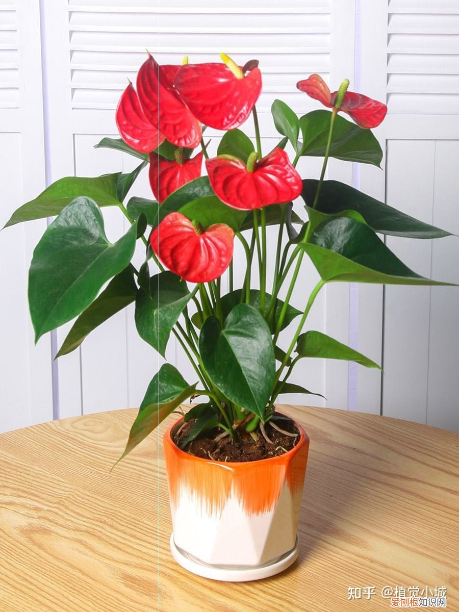 我想养什么花,为什么养，养花大全35集，收藏起来，什么花都能养好！送给爱养花的朋友