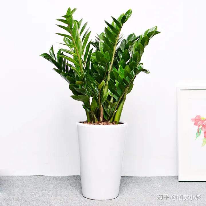 我想养什么花,为什么养，养花大全35集，收藏起来，什么花都能养好！送给爱养花的朋友