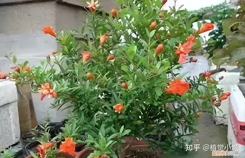 我想养什么花,为什么养，养花大全35集，收藏起来，什么花都能养好！送给爱养花的朋友