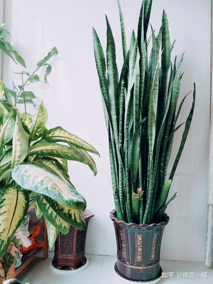 我想养什么花,为什么养，养花大全35集，收藏起来，什么花都能养好！送给爱养花的朋友