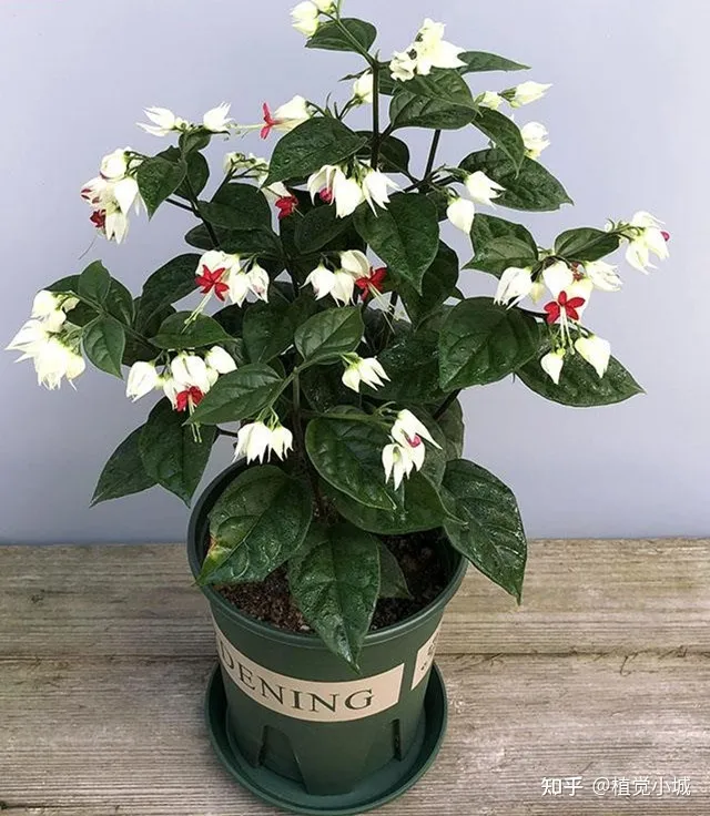 我想养什么花,为什么养，养花大全35集，收藏起来，什么花都能养好！送给爱养花的朋友