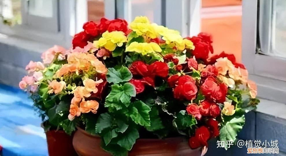 我想养什么花,为什么养，养花大全35集，收藏起来，什么花都能养好！送给爱养花的朋友