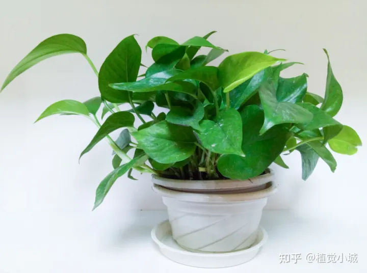 我想养什么花,为什么养，养花大全35集，收藏起来，什么花都能养好！送给爱养花的朋友